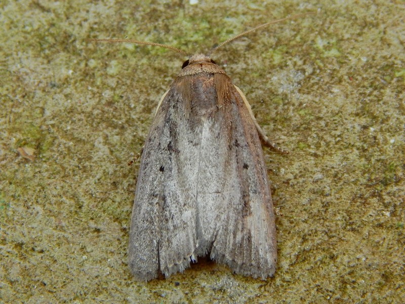 Noctuidae da ID